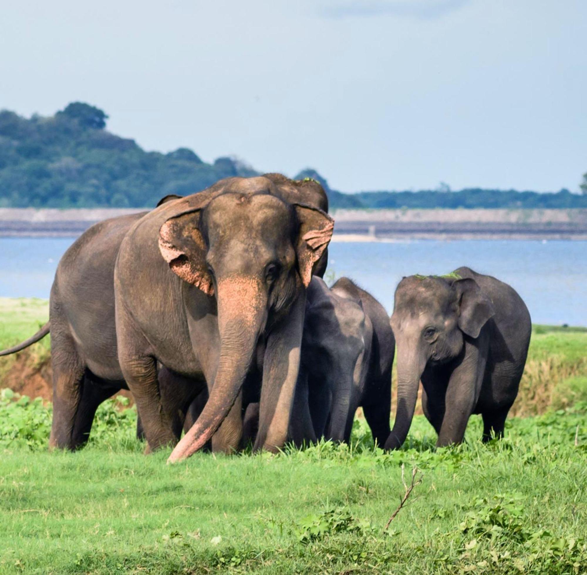 Family Resort Удавалаве Экстерьер фото